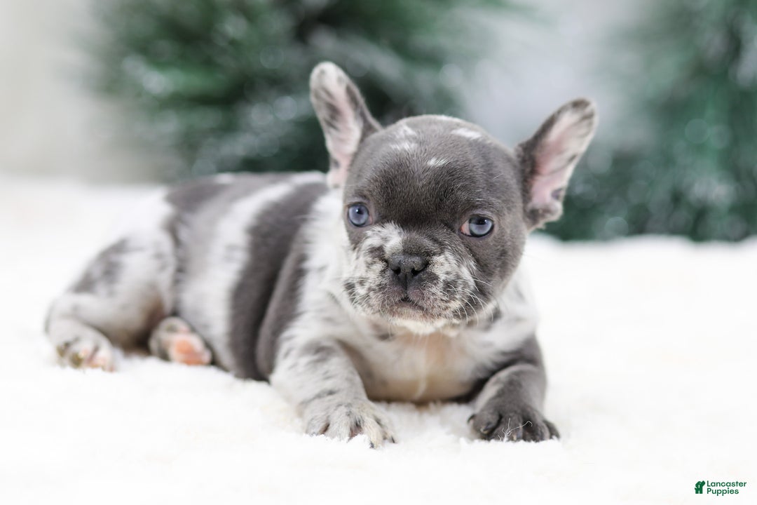 French Bulldog dogs for sale: Twinkle - Ad 8
