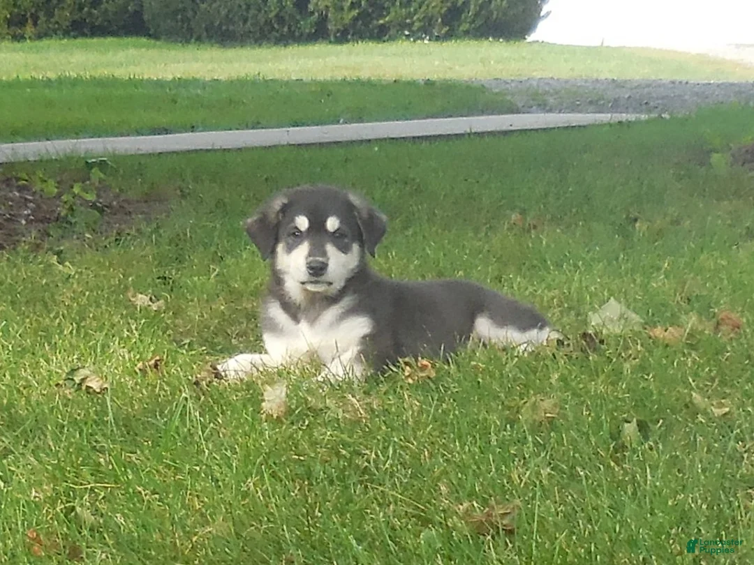 Great Pyrenees dogs for sale: Fiona - Ad 1