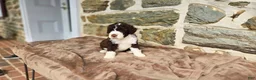 Portuguese Water Dog dogs for sale: Elizabeth - Ad 5