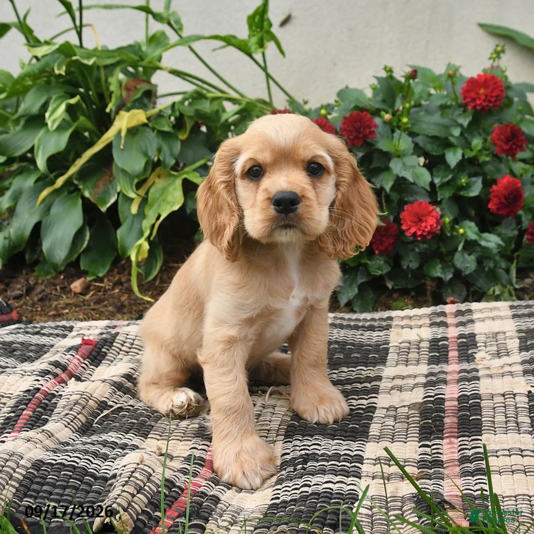 English Cocker Spaniel dogs for sale: Buddy - Ad 3