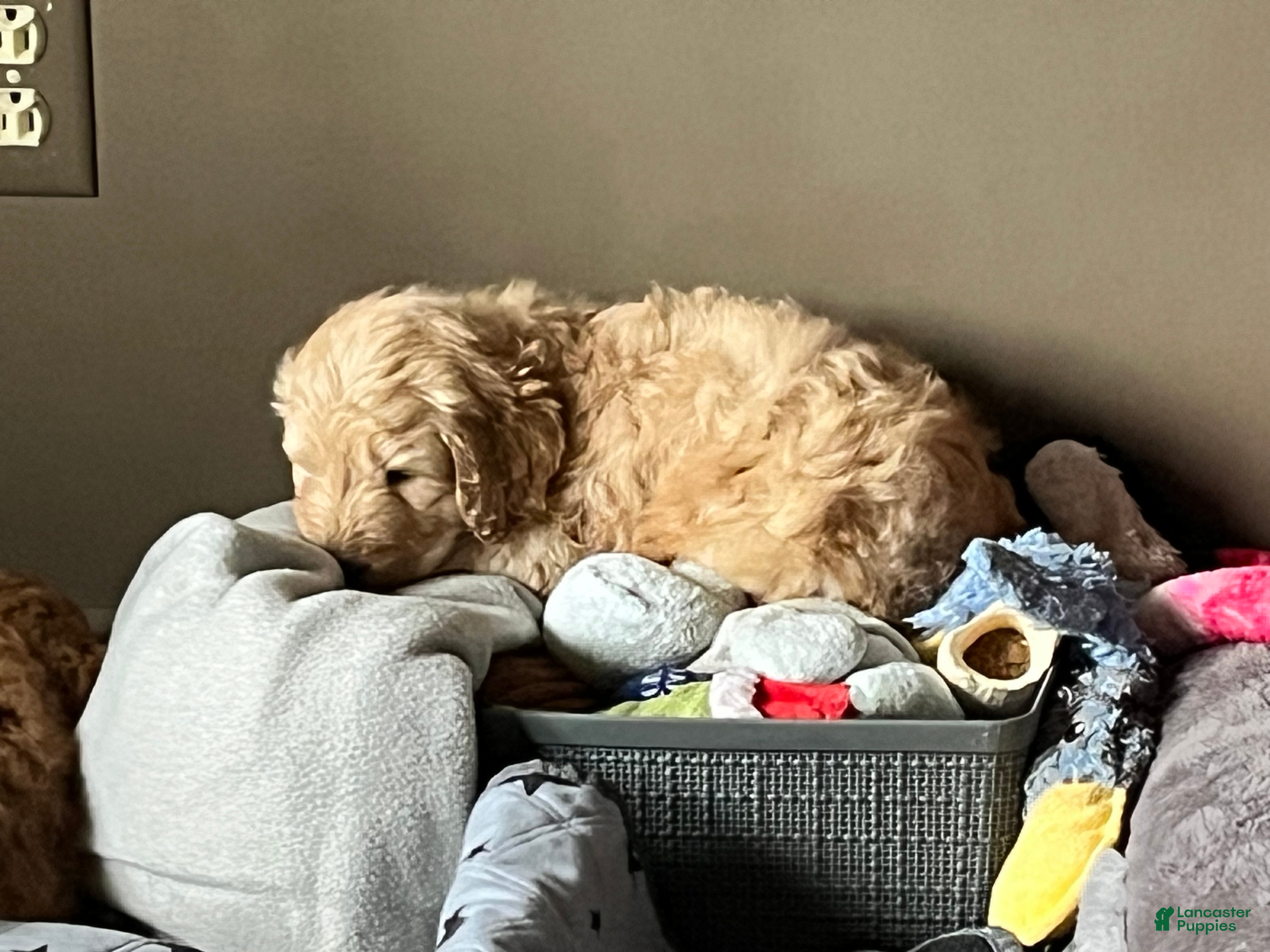 Goldendoodle dogs Goldendoodle Puppy 1 - Ad 2