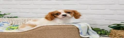 Cavalier King Charles Spaniel dogs for sale: Keanu - Ad 3