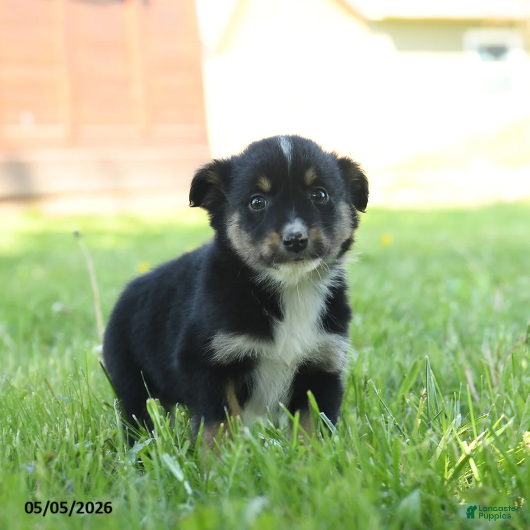 Miniature Australian Shepherd dogs for sale: Gretel - Ad 3