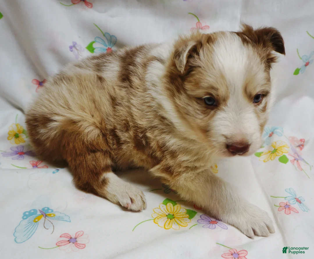 Border Collie dogs for sale: BARON - Ad 1