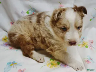 Border Collie dogs BARON - Ad 40