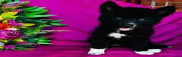 Siberian Husky dogs for sale: Zara  - Ad 5
