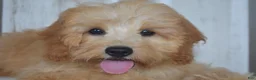 Cavapoo dogs for sale: Maverick - Ad 3