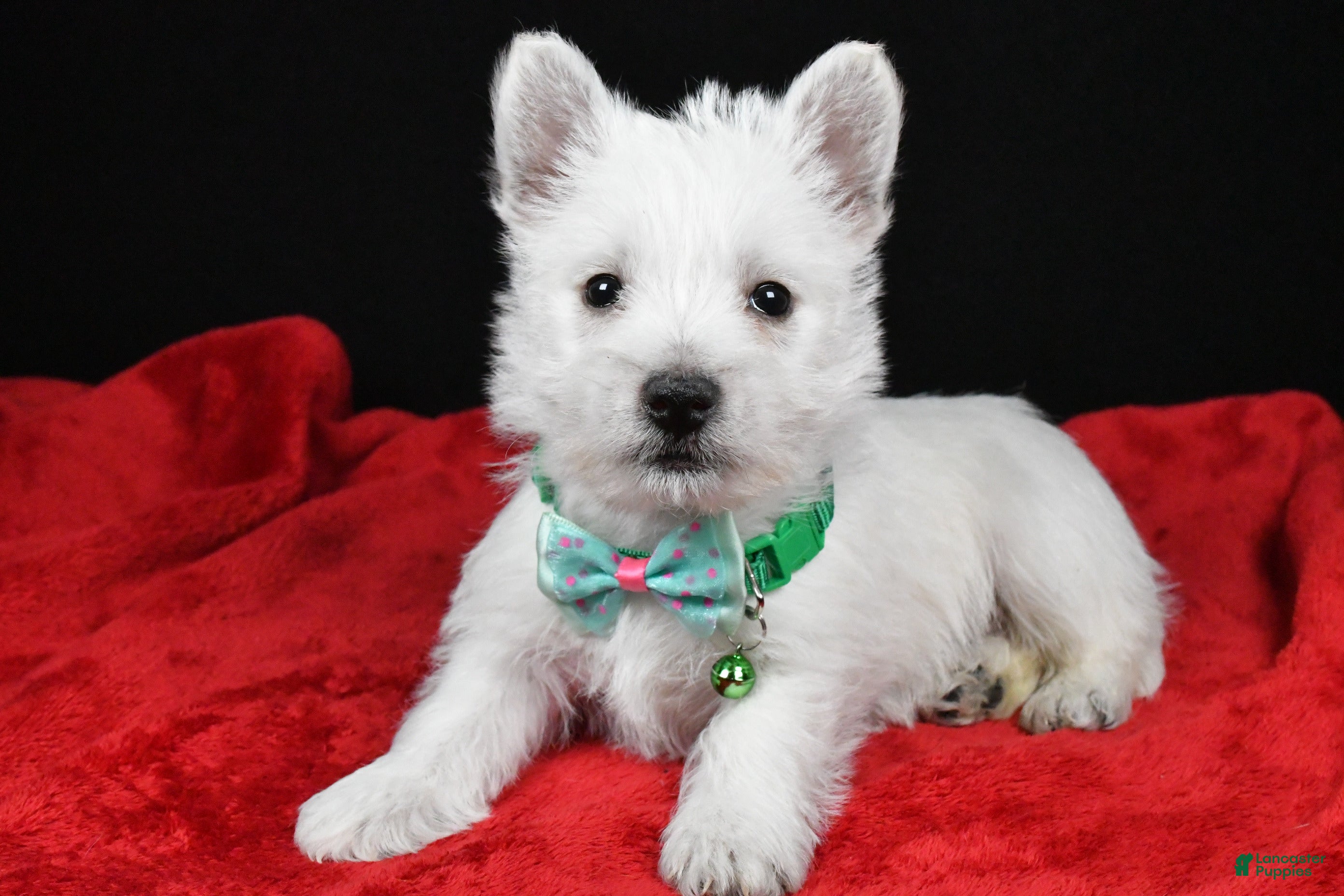 West Highland Terrier dogs Eclare - Ad 3