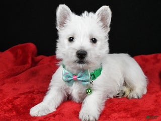 West Highland Terrier dogs Eclare - Ad 5