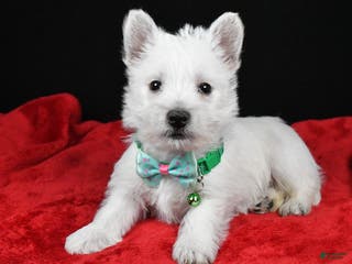 West Highland Terrier dogs Eclare - Ad 8