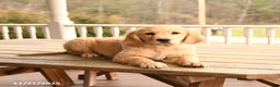 Golden Retriever dogs for sale: Walnut - Ad 2