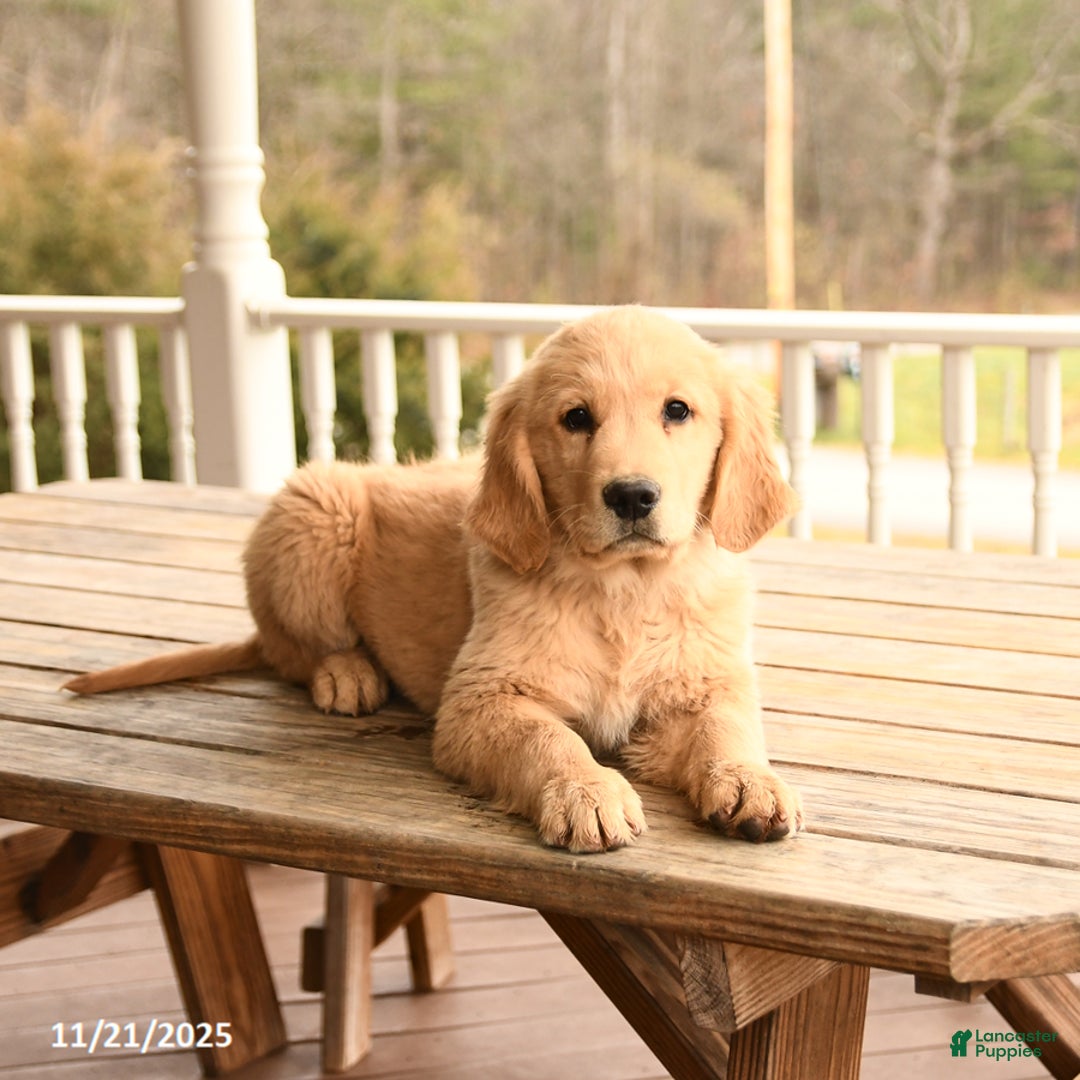 Golden Retriever dogs for sale: Walnut - Ad 2