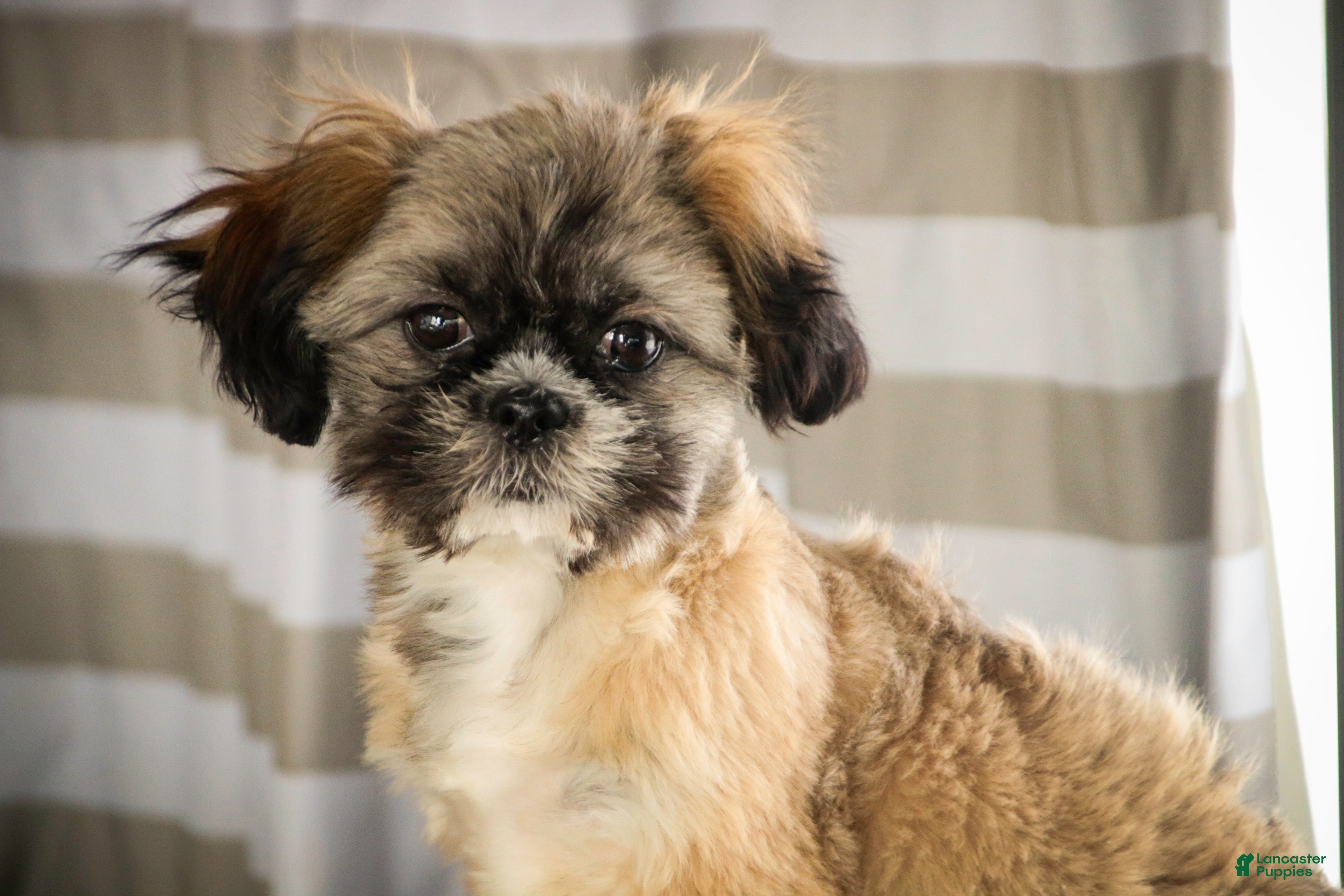 Shih Tzu dogs Shep - Ad 8
