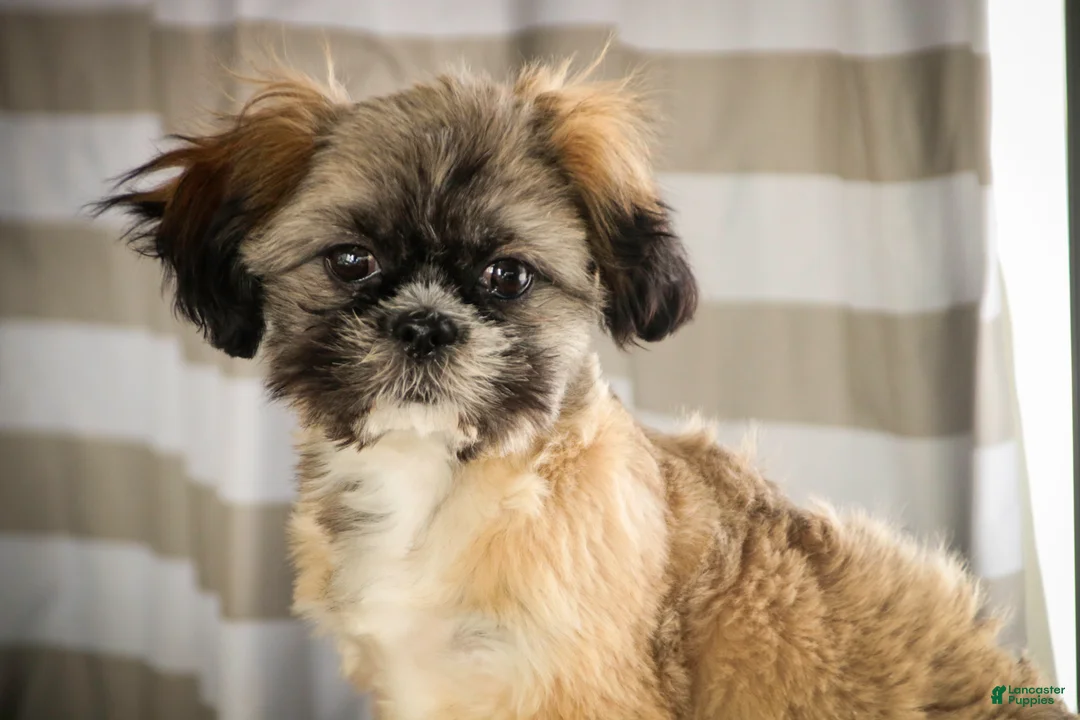Shih Tzu dogs for sale: Shep - Ad 1