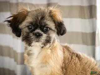 Shih Tzu dogs Shep - Ad 8