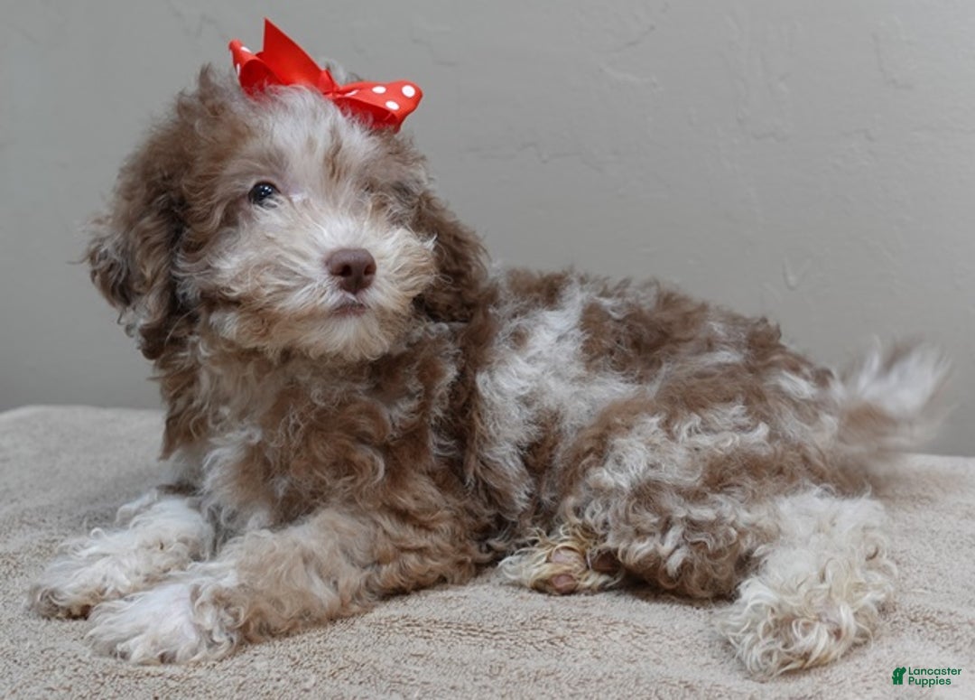 Toy Poodle dogs for sale: iven neutered 12/9/25 - Ad 9