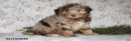 Mini Aussiedoodle dogs for sale: Arno - Ad 2