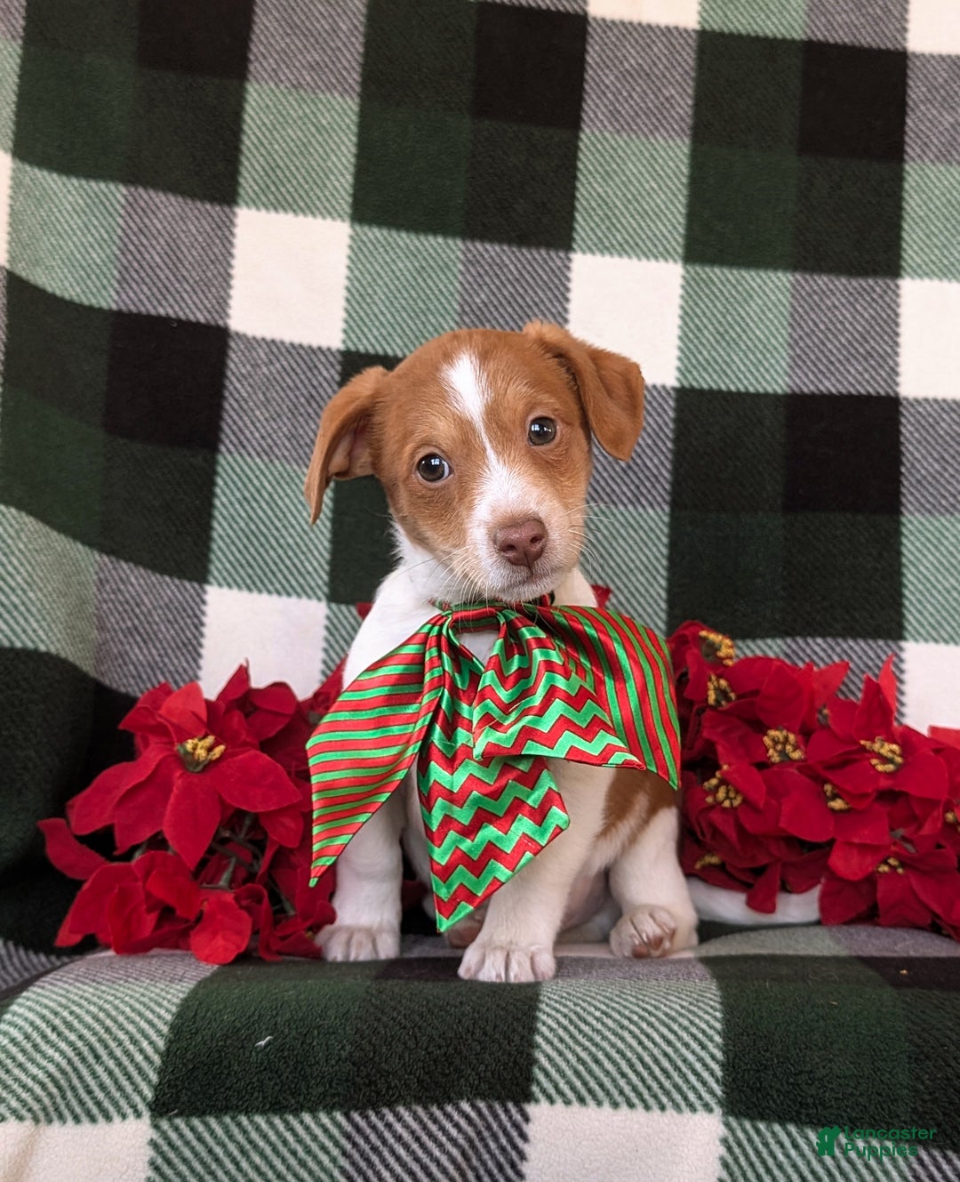 Jackapoo dogs for sale: Barrister - Ad 2