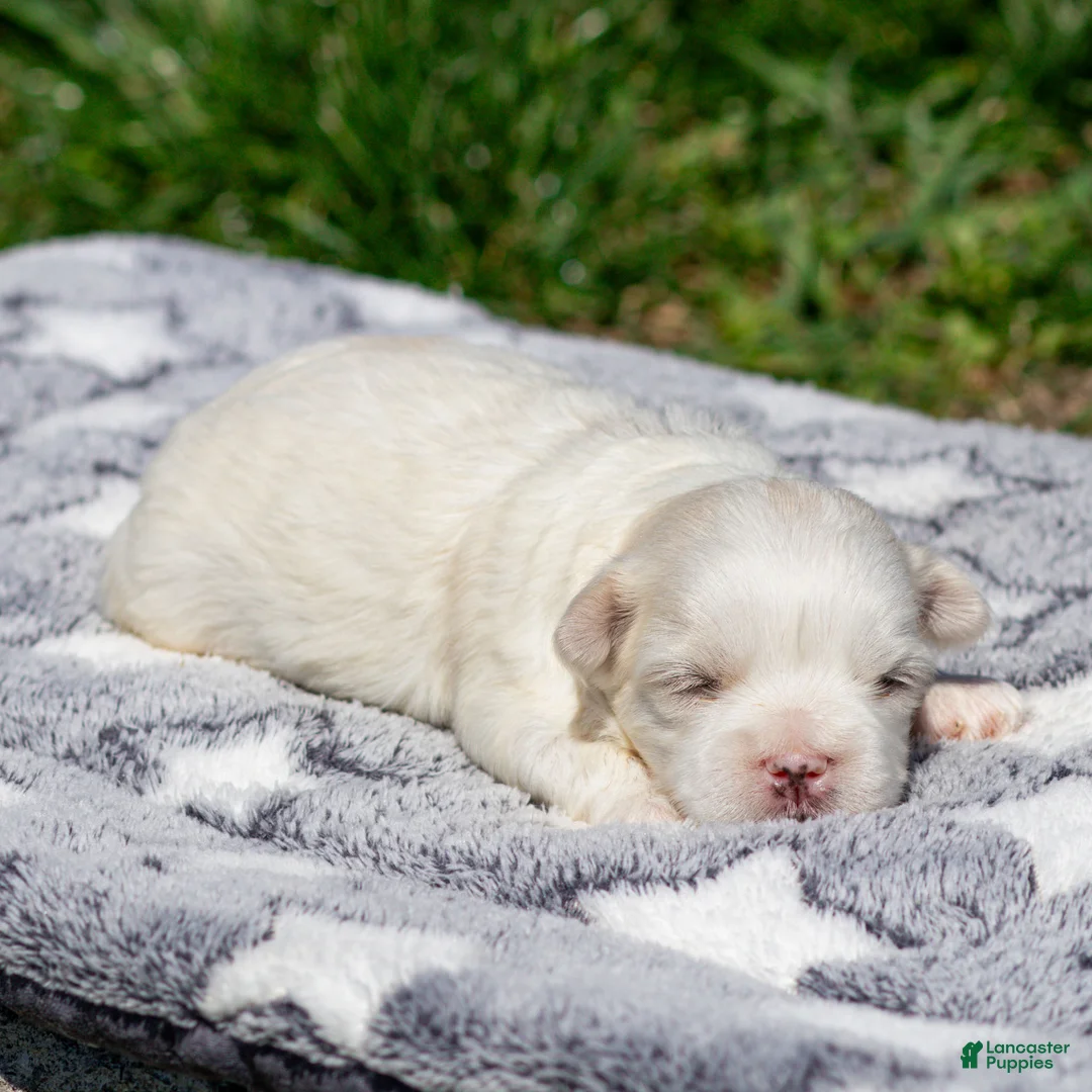 Maltese dogs for sale: Malcom Maltese Puppy  - Ad 2