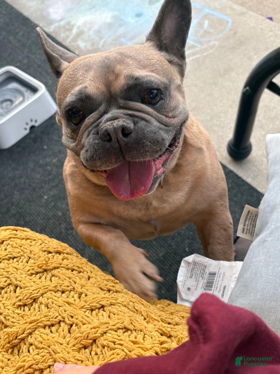 French Bulldog dogs for sale: French Bulldog  2 - Ad 1