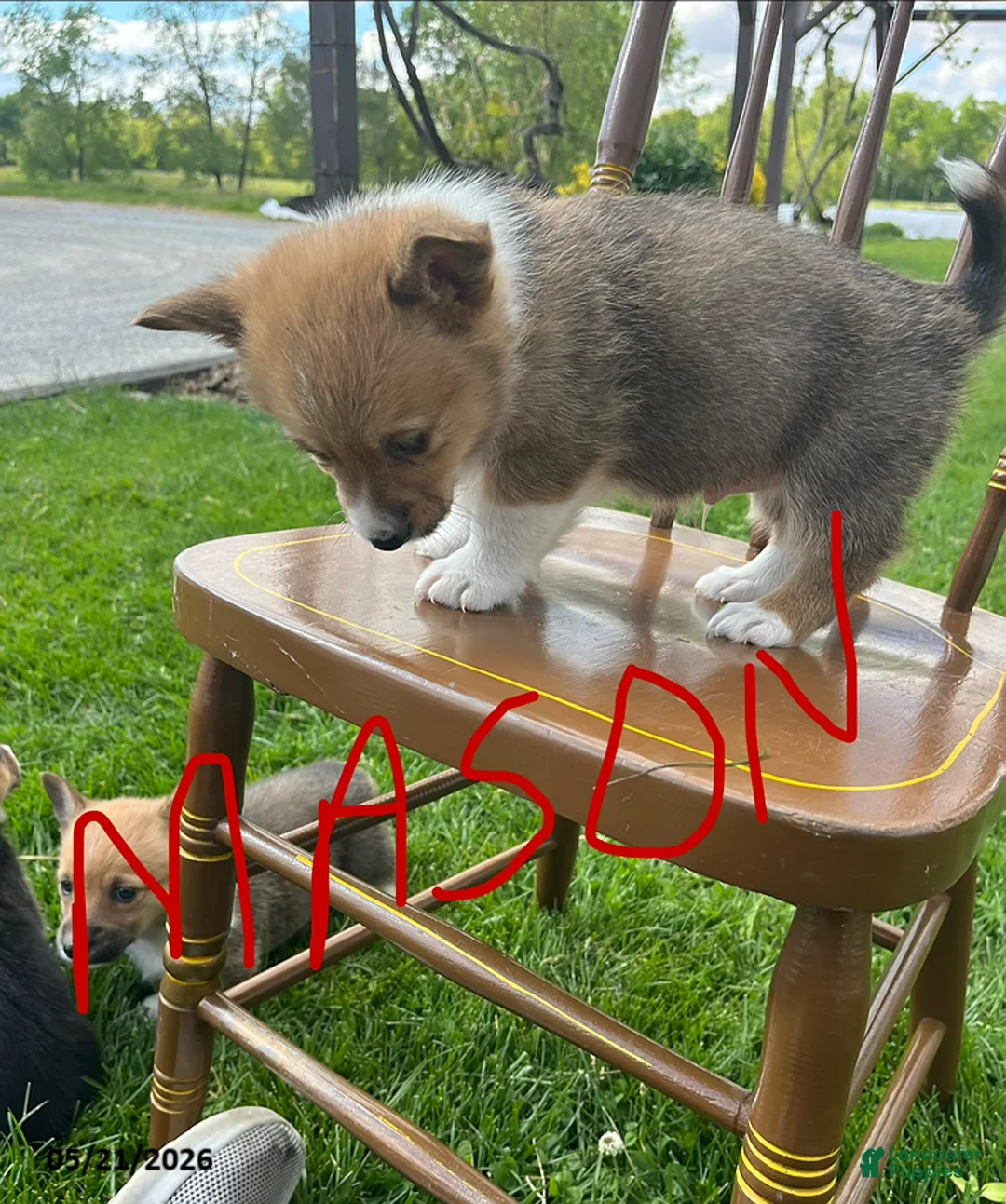Welsh Corgi Pembroke dogs for sale: Mason - Ad 2