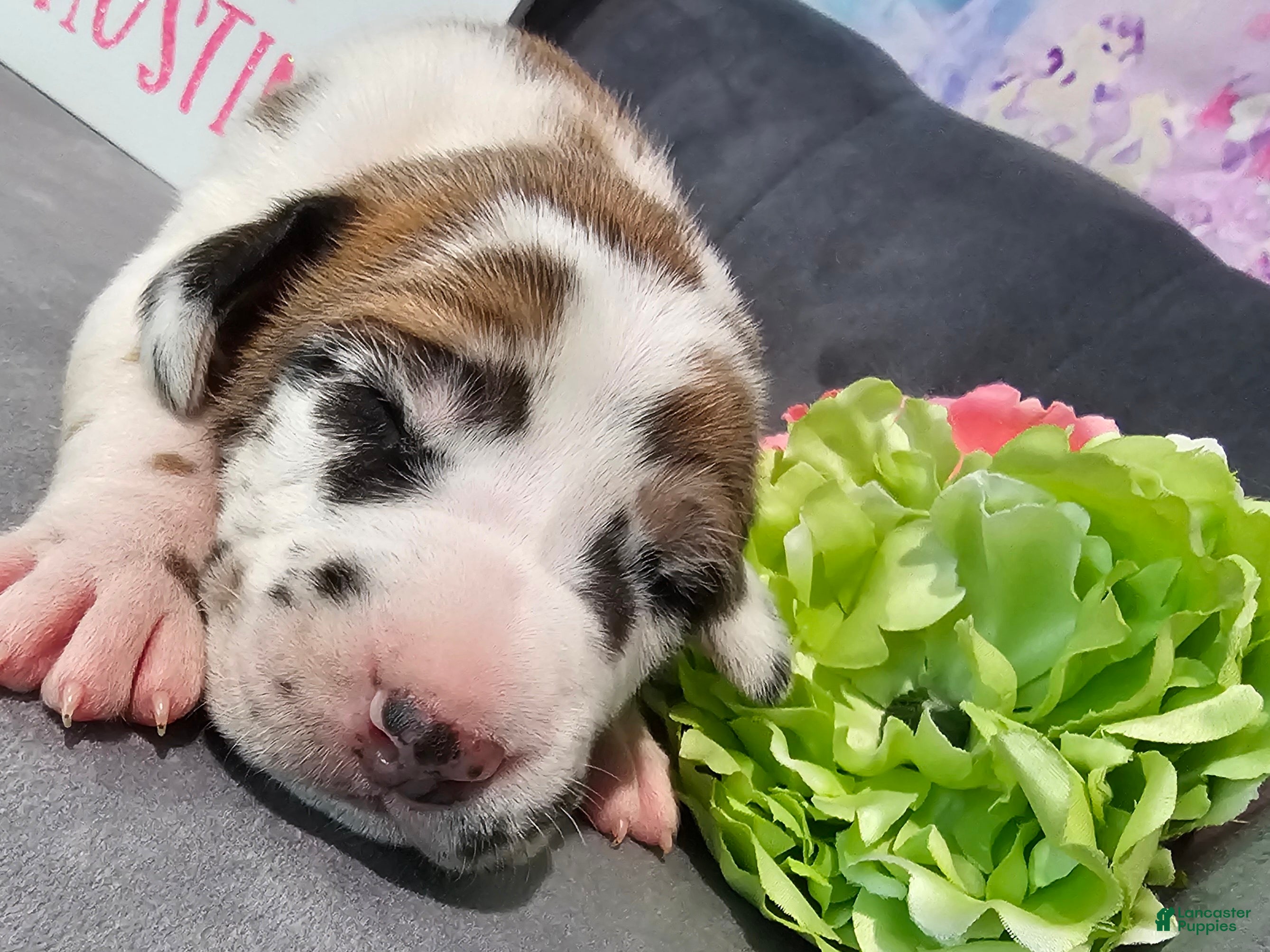 Great Dane dogs Fawnequin Female  - Ad 5