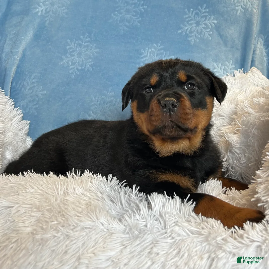 Rottweiler dogs for sale: Skye - Ad 12