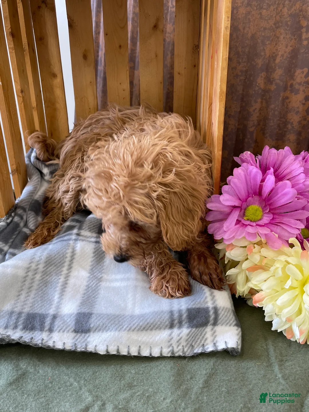 Mini Goldendoodle dogs for sale: Gretchen - Ad 2