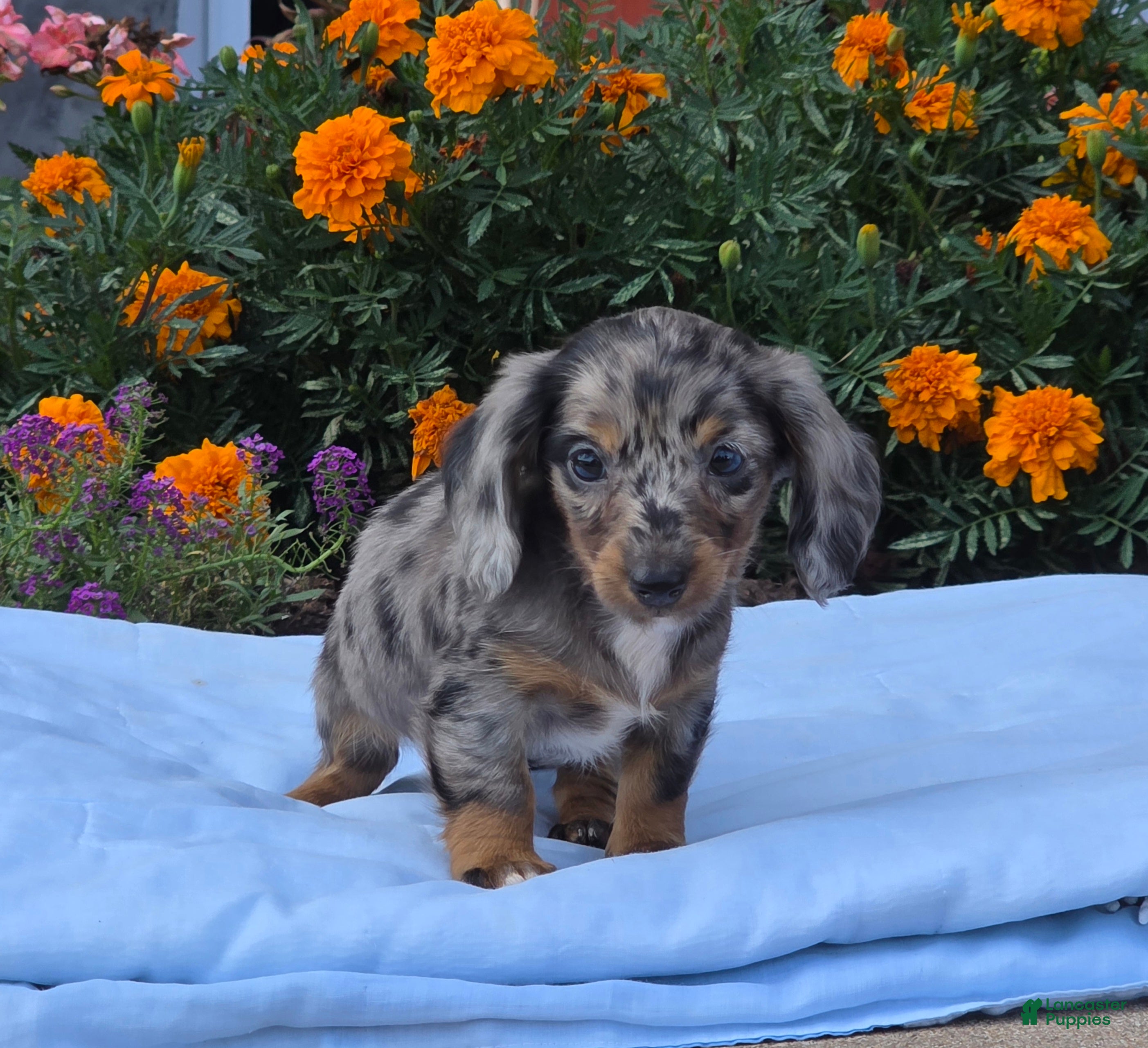 Miniature Dachshund dogs for sale: Lily - Ad 2