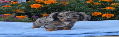 Lily