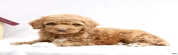 Mini Goldendoodle dogs for sale: Lanie  - Ad 3