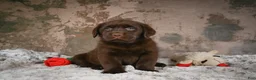 Labrador Retriever dogs for sale: Bailey - Ad 2