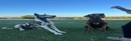 Great Dane dogs for sale: Euro Ridley  - Ad 12