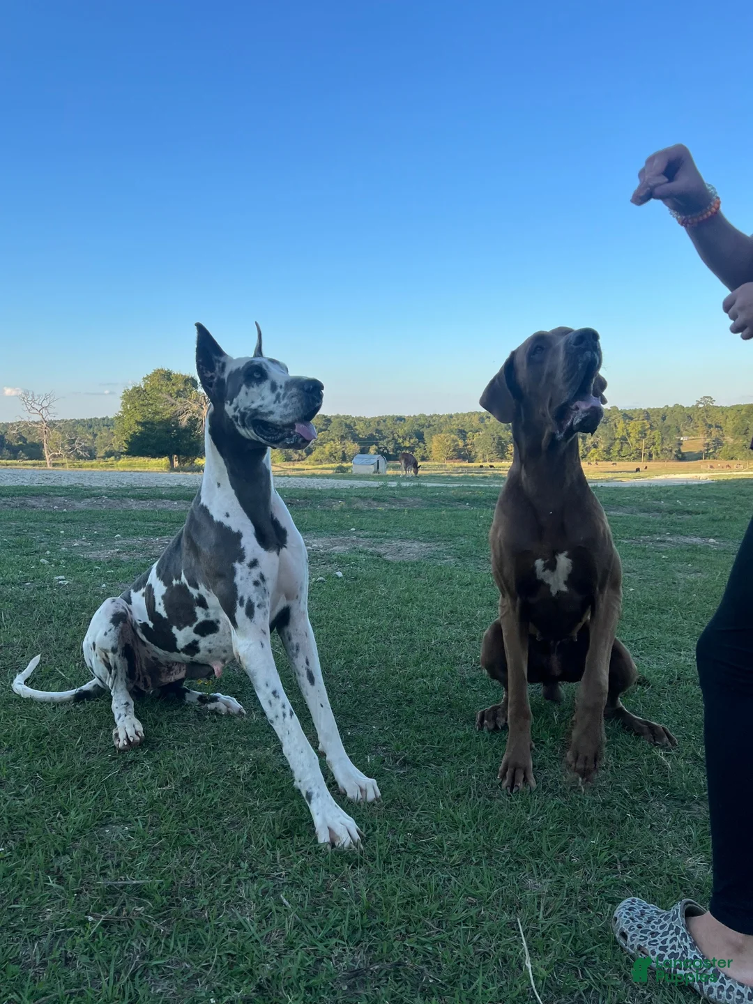 Great Dane dogs for sale: Euro Ridley  - Ad 12