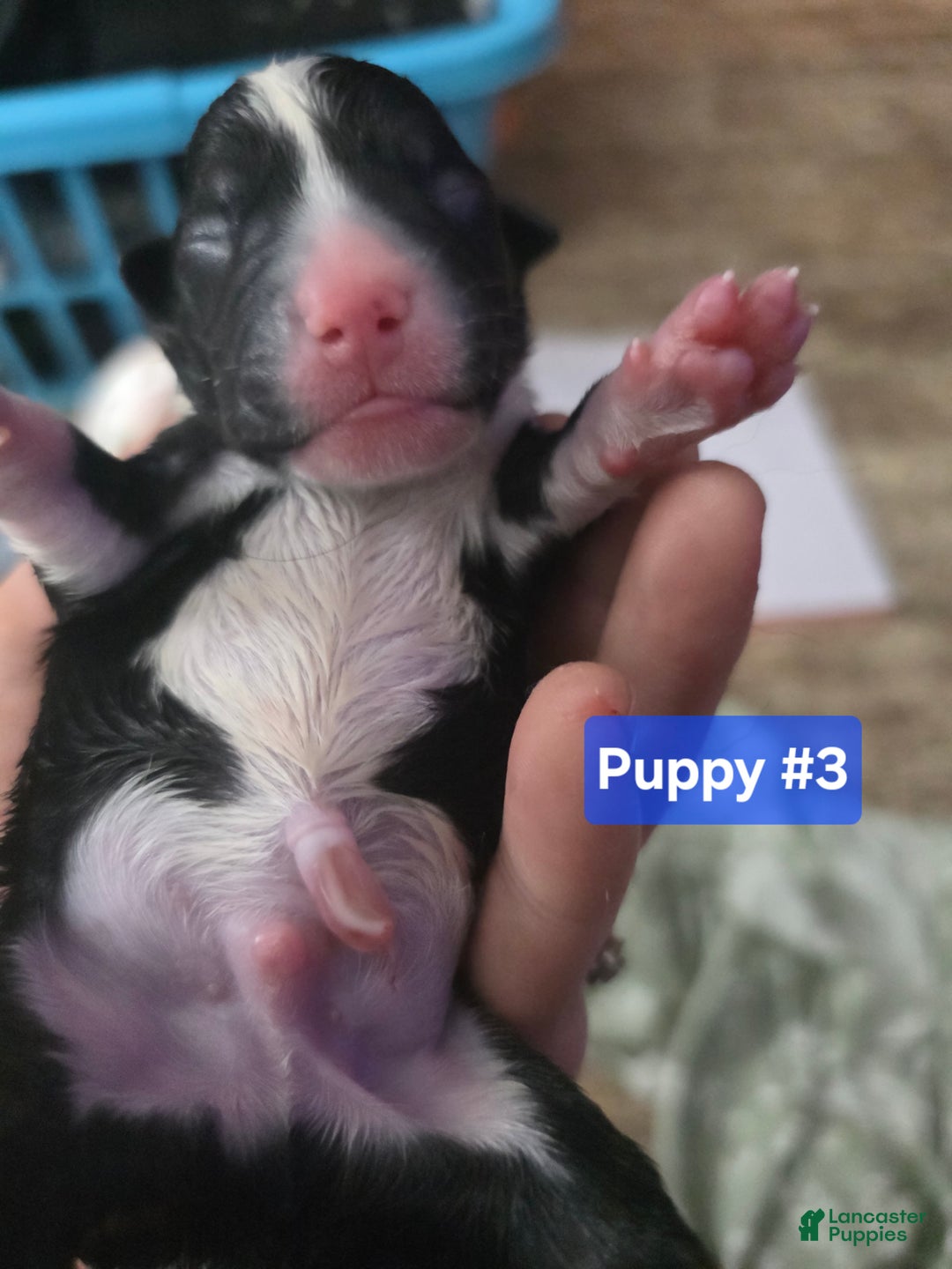 Mixed Breed dogs for sale: Blue - Ad 3