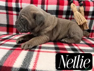 Cane Corso dogs Nellie - Ad 17