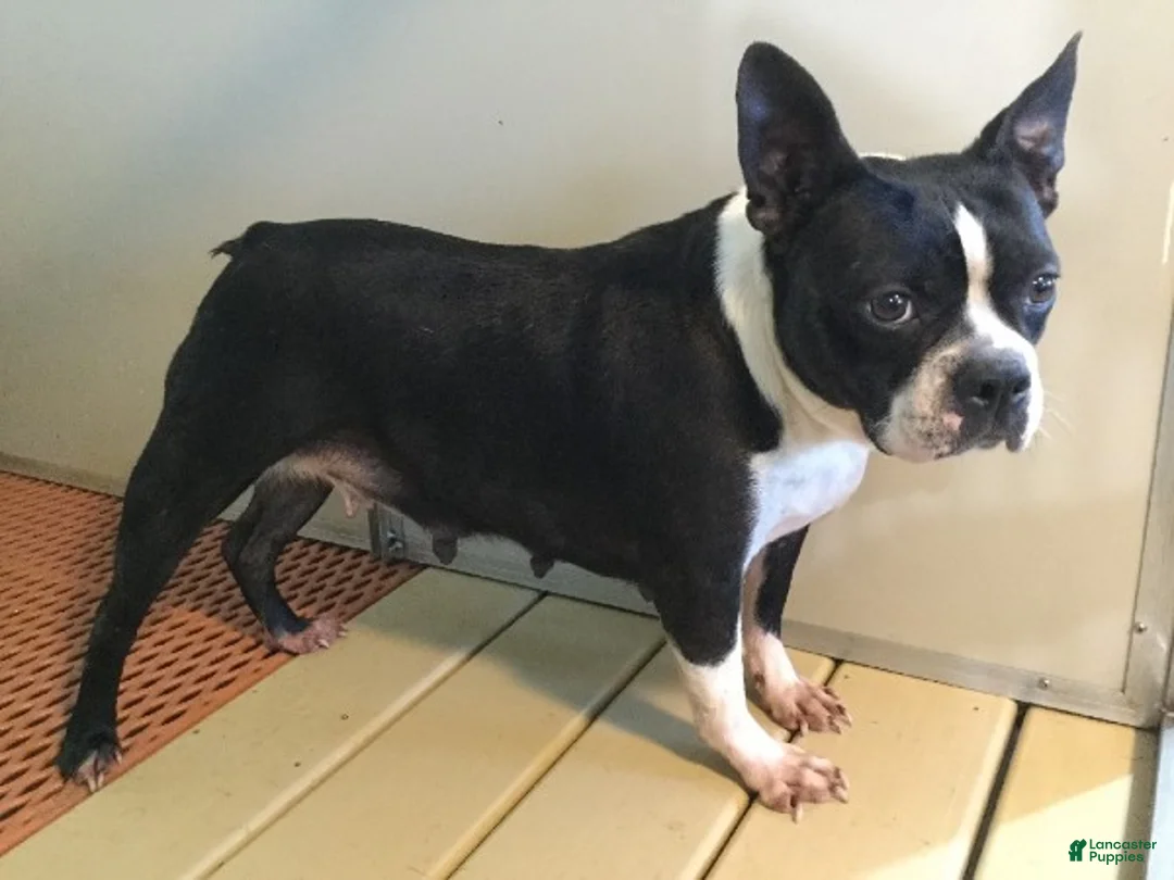 Frenchton dogs for sale: Tayo - Ad 7