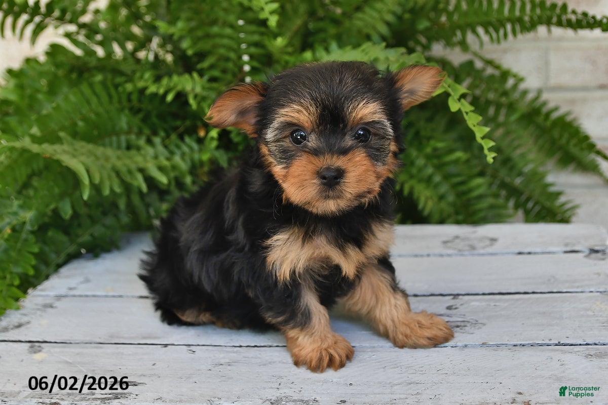 Yorkshire Terrier dogs Waffles - Ad 2