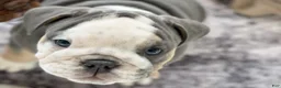 English Bulldog dogs for sale: Chloe - Ad 14
