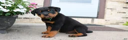 Rottweiler dogs for sale: Rottweiler 3 - Ad 3