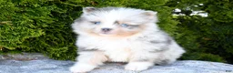 Pomeranian dogs for sale: Alex - Ad 3