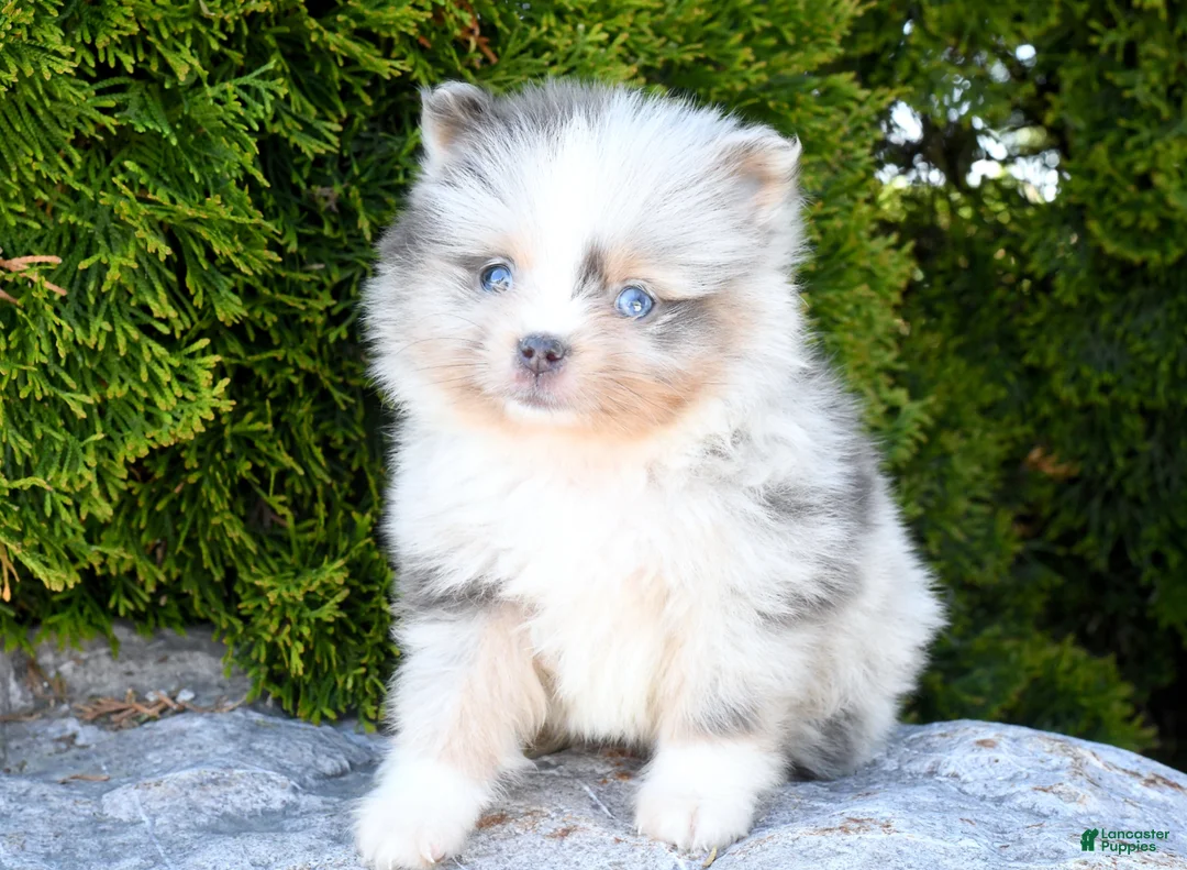 Pomeranian dogs for sale: Alex - Ad 3