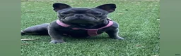 French Bulldog dogs for sale: French Bulldog Puppy 1 - Ad 12