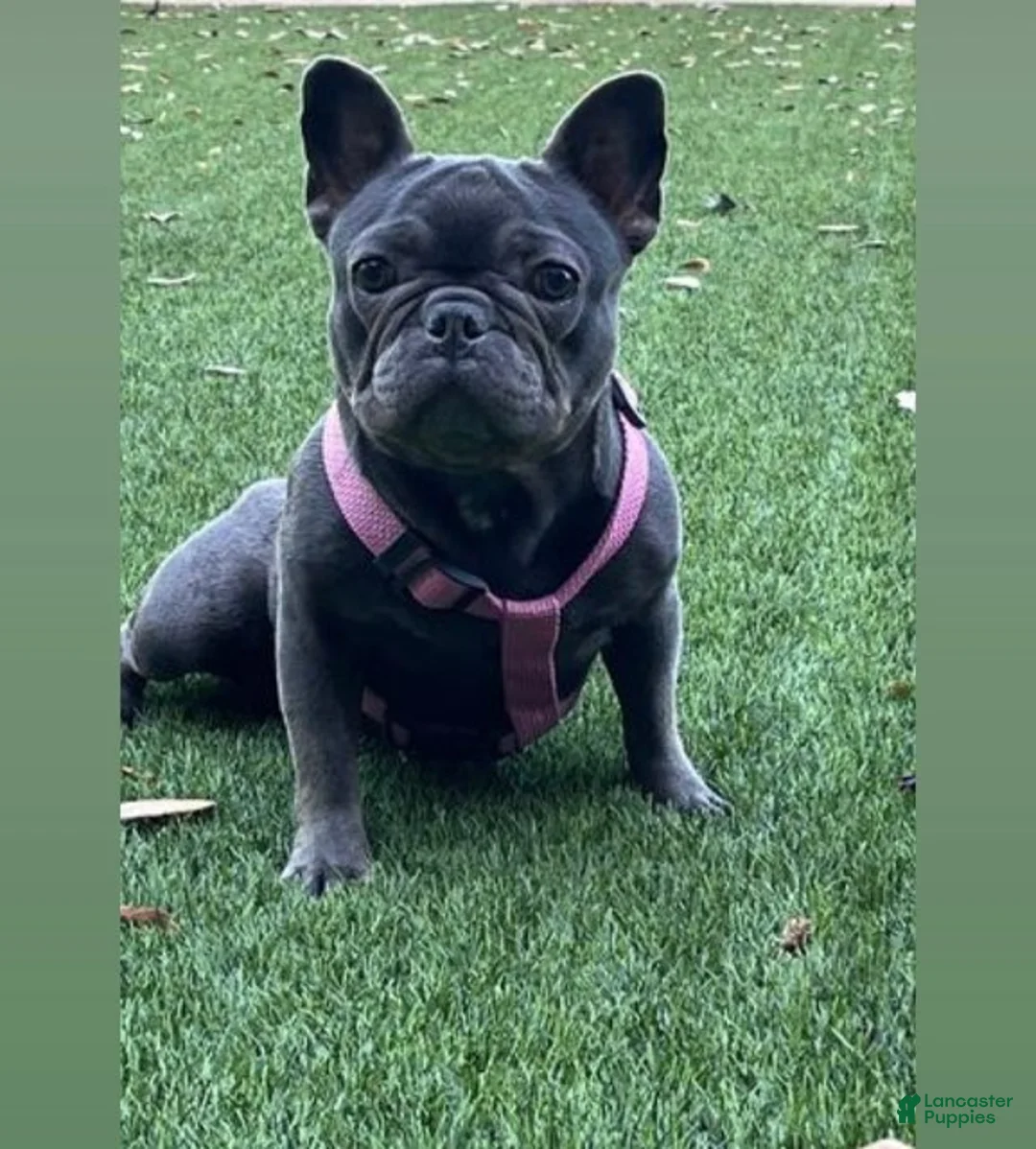 French Bulldog dogs for sale: French Bulldog Puppy 1 - Ad 12