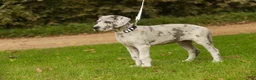 Great Dane dogs for sale: Beatrice Great Dane  - Ad 4