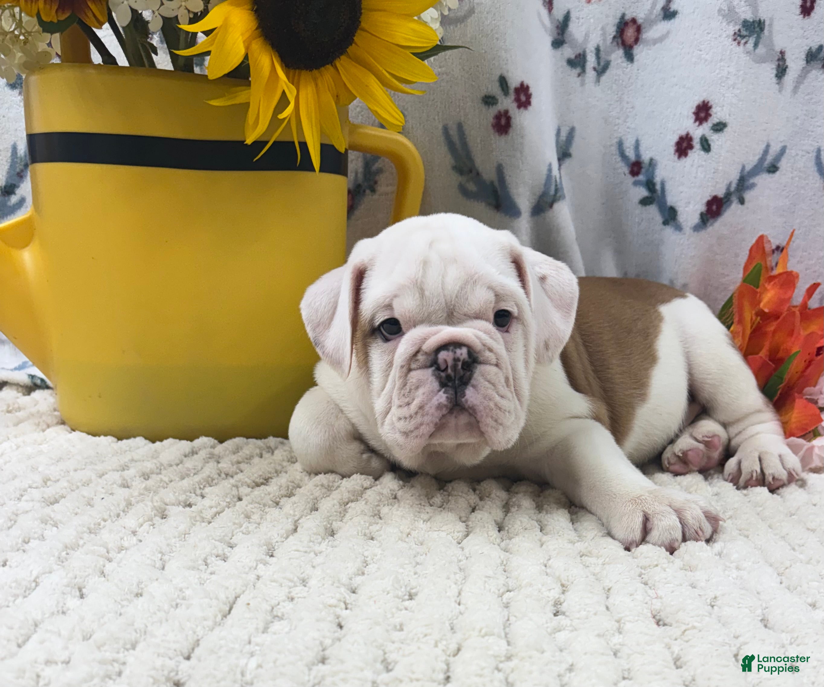 English Bulldog dogs Rufo - Ad 2