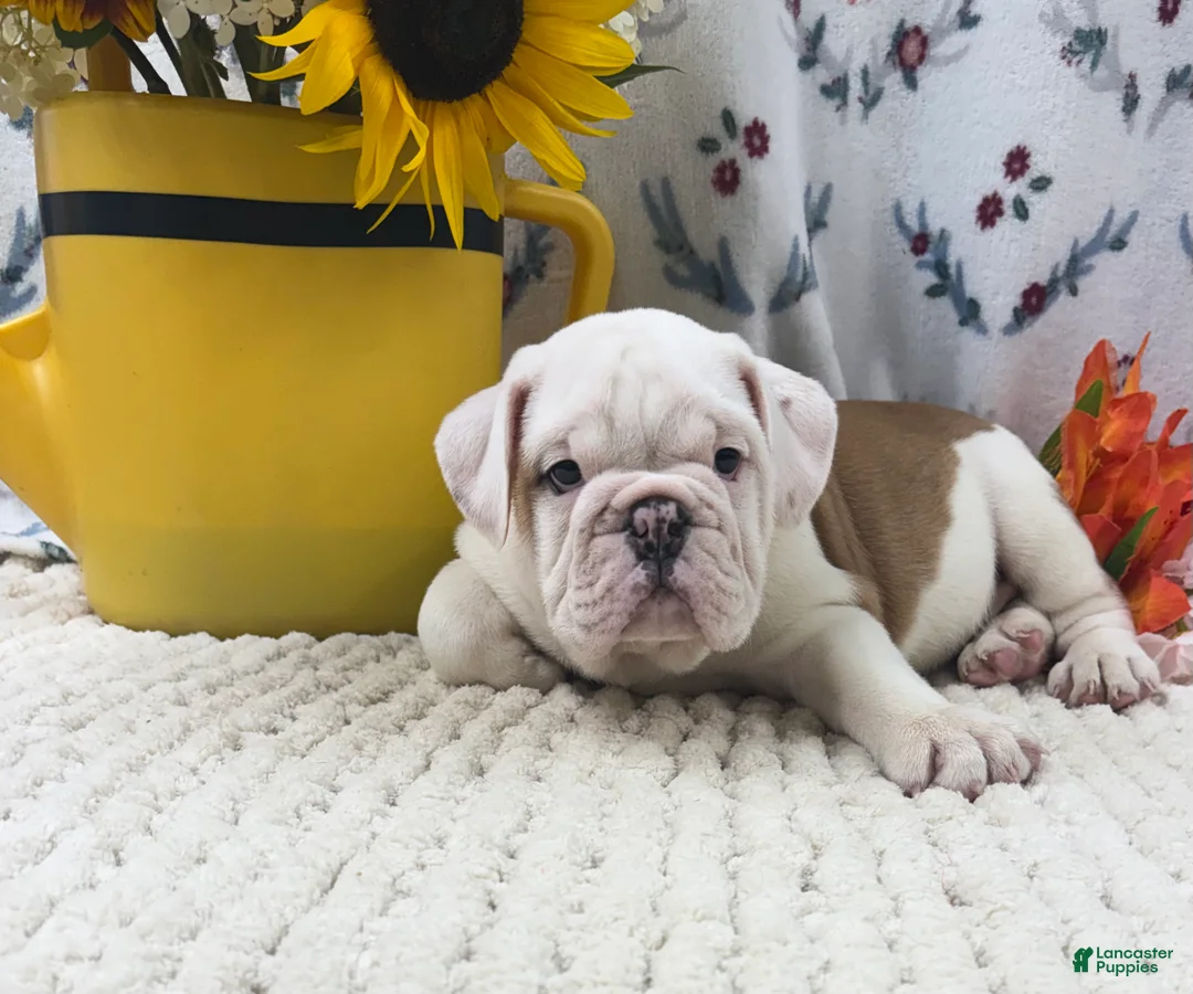 English Bulldog dogs for sale: Rufo - Ad 2