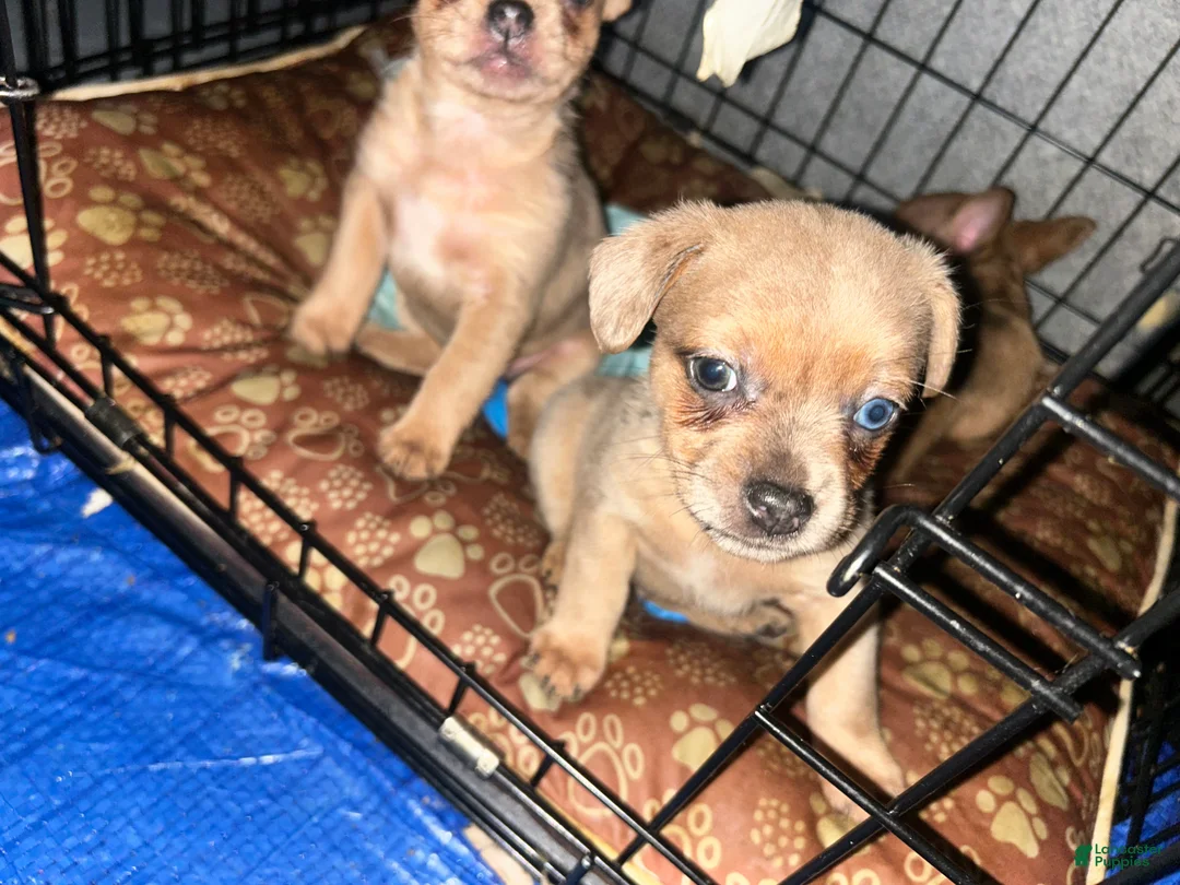 Mixed Breed dogs for sale: Beauty  - Ad 2