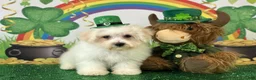 Bichon Frise dogs for sale: Finn - Ad 3