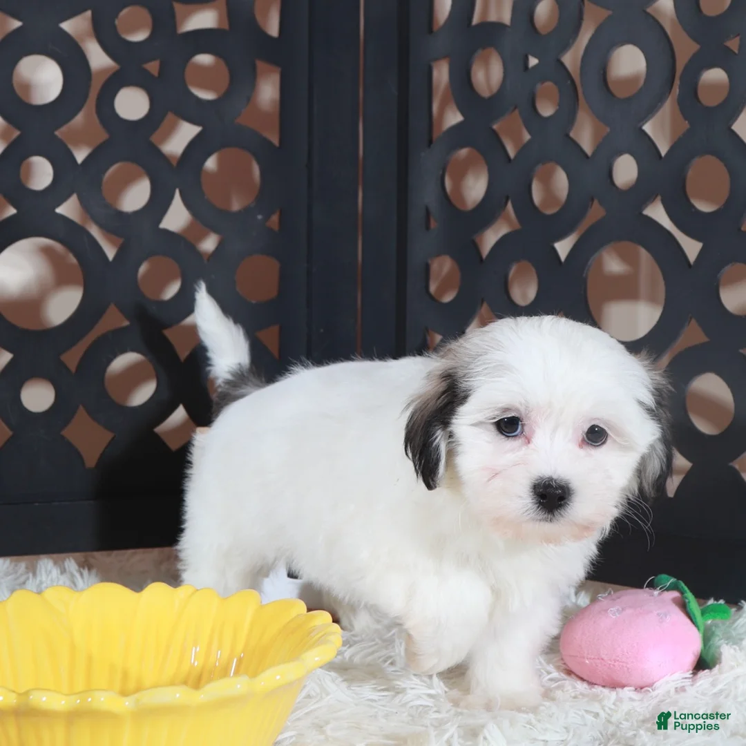 Teddy Bear dogs for sale: Fiona Lovely Teddy Bear Puppy - Ad 3